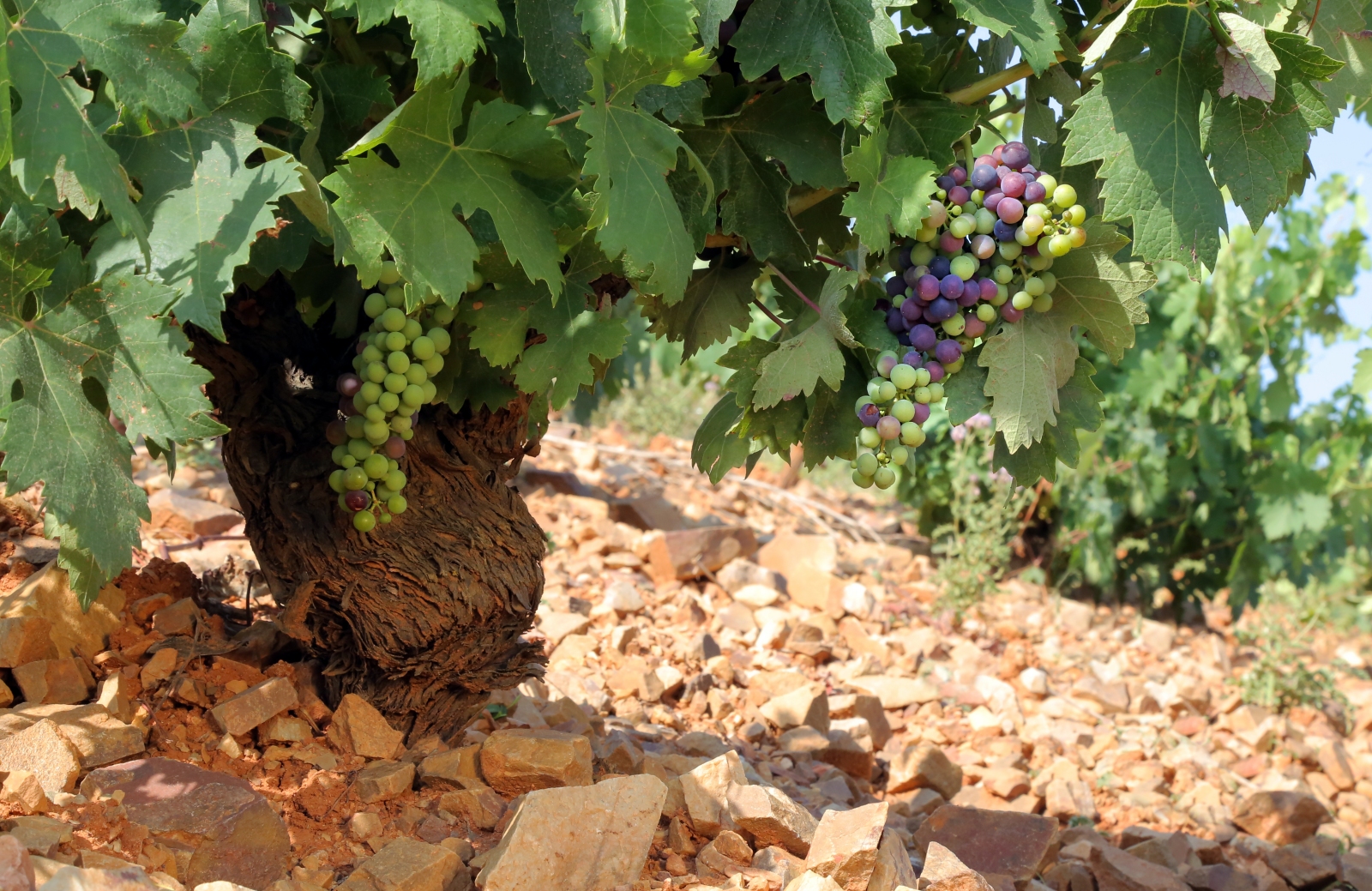 Viñedos de Cariñena